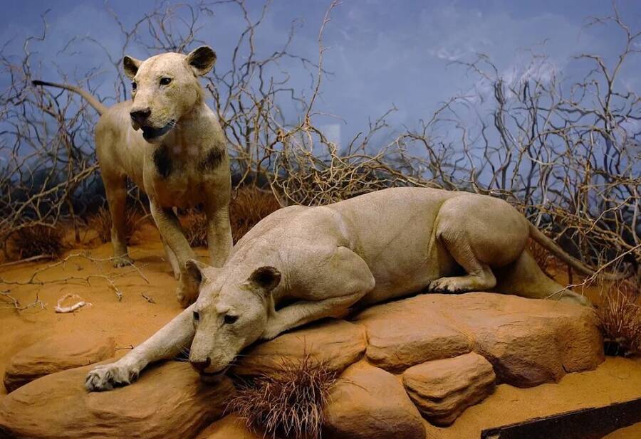 The Shocking Truth About the Tsavo Lions’ Diet: What DNA Analysis Just Revealed